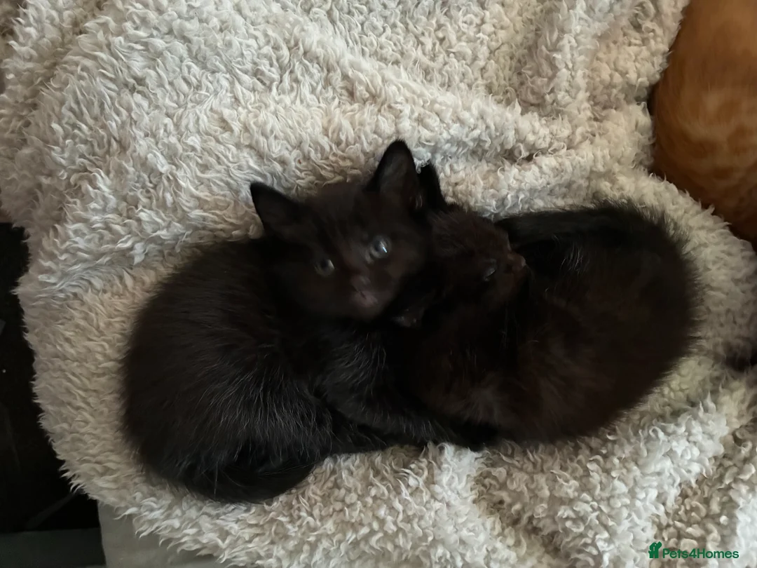 Mixed Breed cats for sale: Beautiful fluffy cuddly kittens for sale!!!  - Advert 26