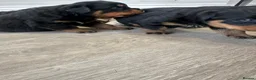 Rottweiler dogs for sale: OUTSTANDING QUALITY GERMAN ROTTWEILER PUPPIES  in Canvey Island - Advert 16