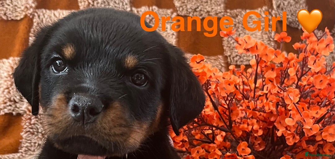 Rottweiler dogs for sale: Stunning kc registered Rottweiler pups.  - Image 12