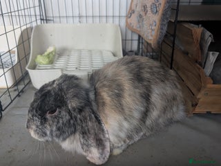 English Lop rabbits Harlequin female - Advert 8