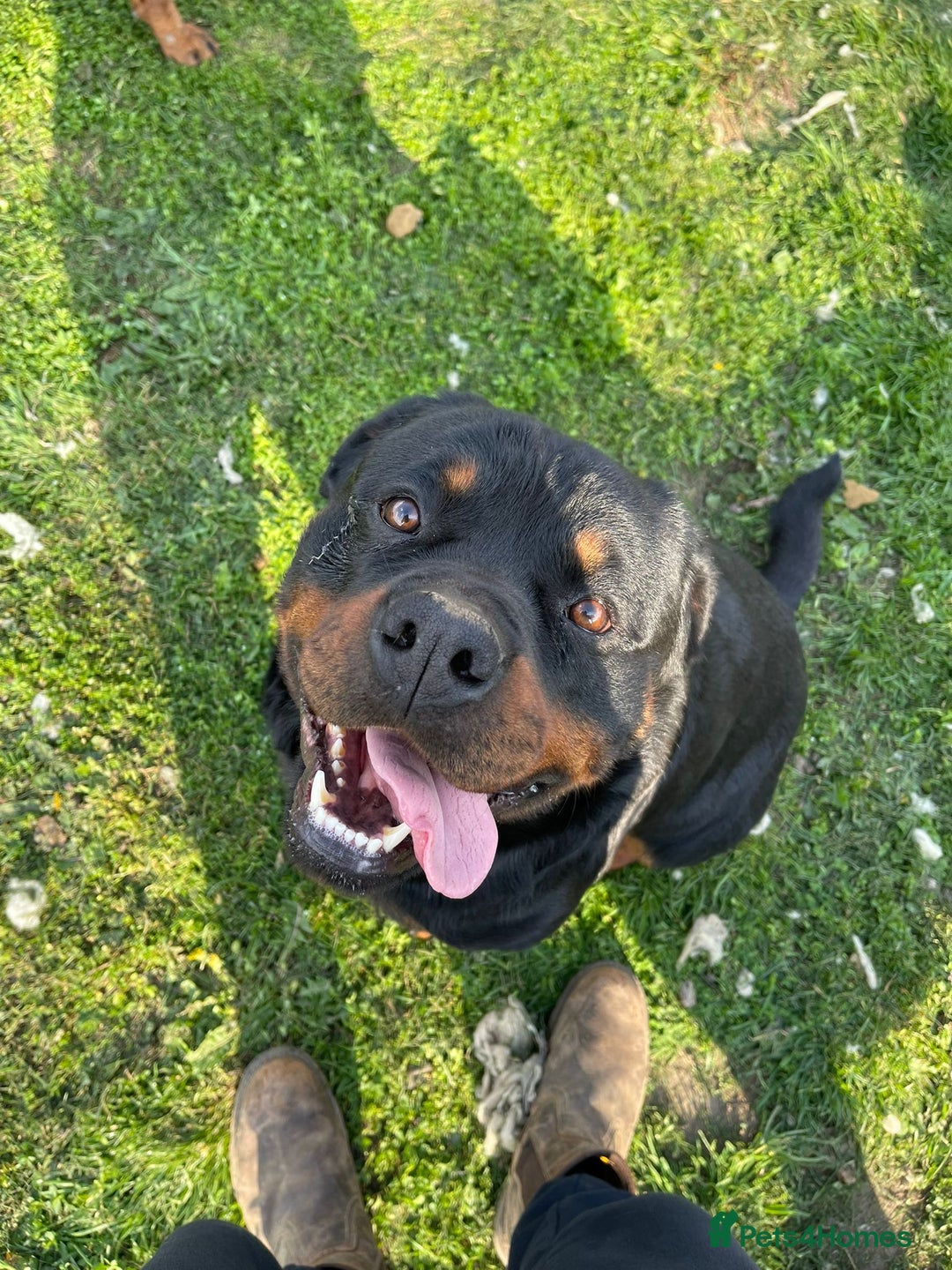 Rottweiler dogs for sale: Chunky Rottweiler Puppies for sale - Advert 19