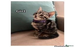Mixed Breed cats for sale: 6 kittens  - Image 5