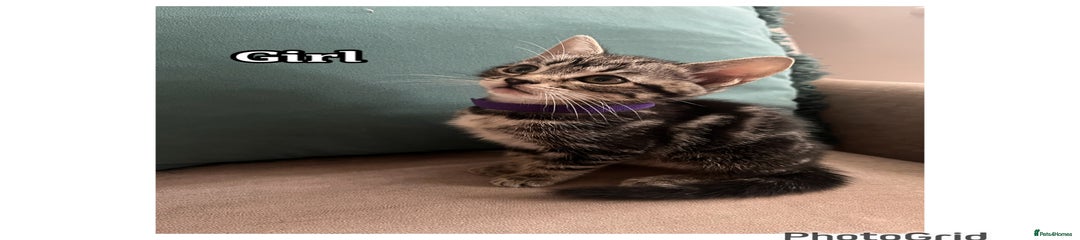 Mixed Breed Kitten 6
