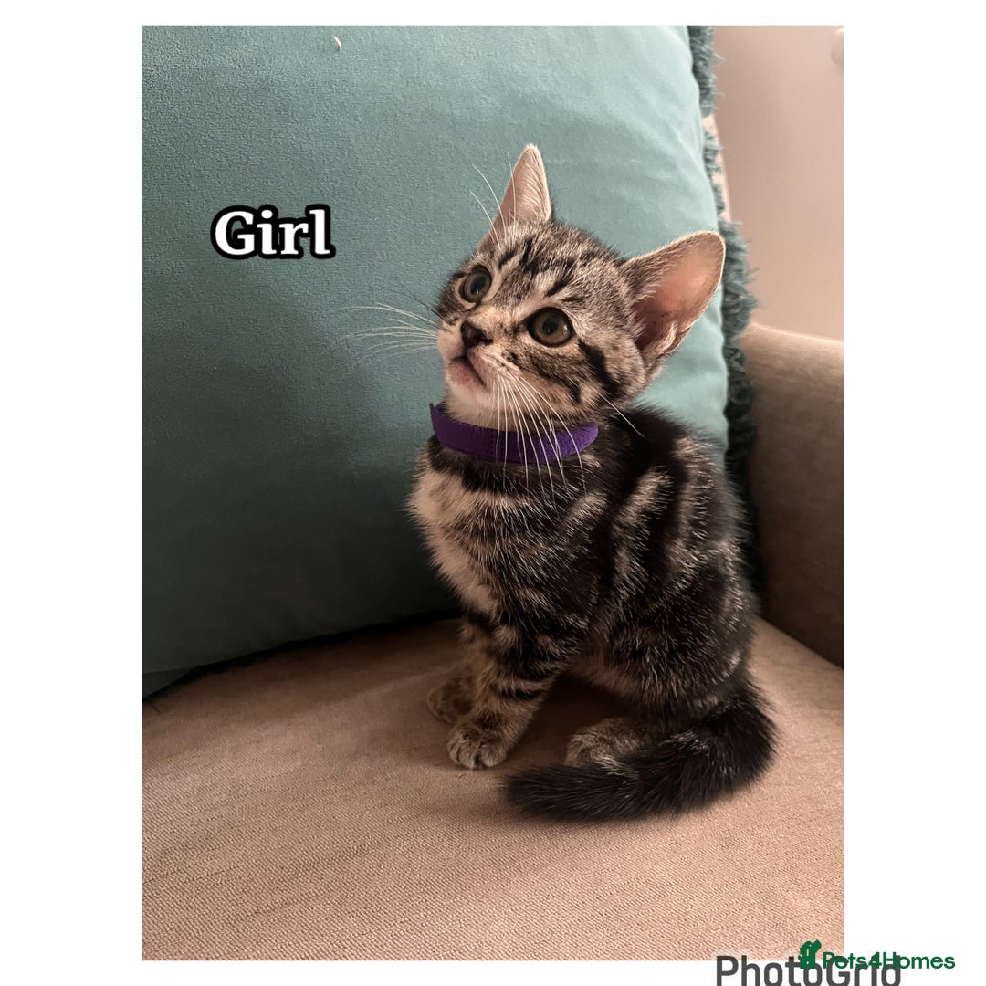 Mixed Breed cats for sale: 6 kittens  - Image 5