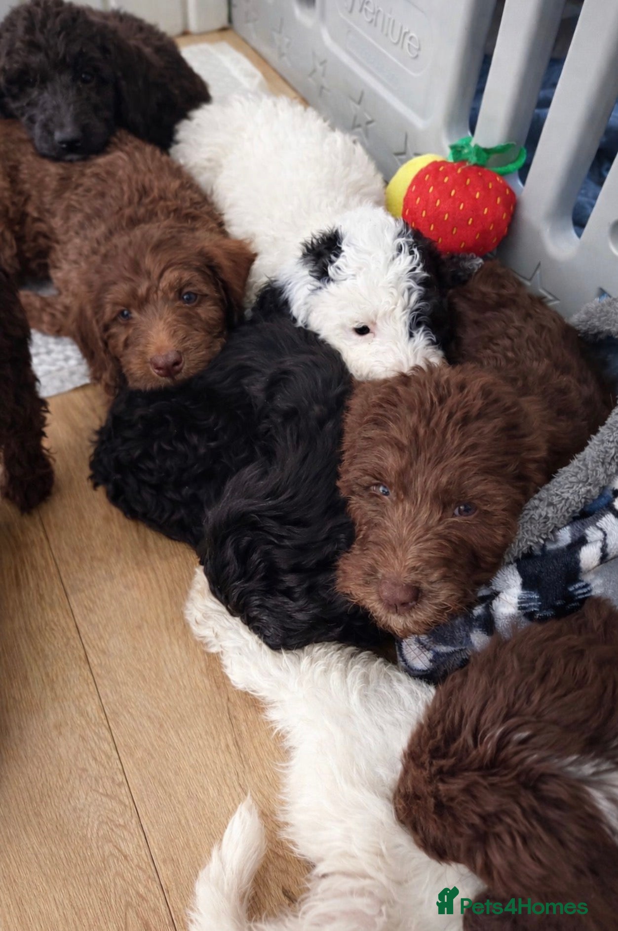 Australian Labradoodle dogs Australian labradoodle puppies ready Friday  - Advert 2