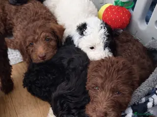 Australian Labradoodle dogs Australian labradoodle puppies ready Friday - Advert 2