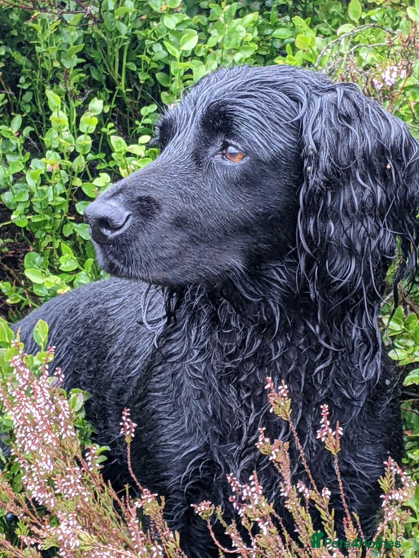 Cocker Spaniel dogs for sale: Black Working Cocker Spaniel Pups - Advert 18