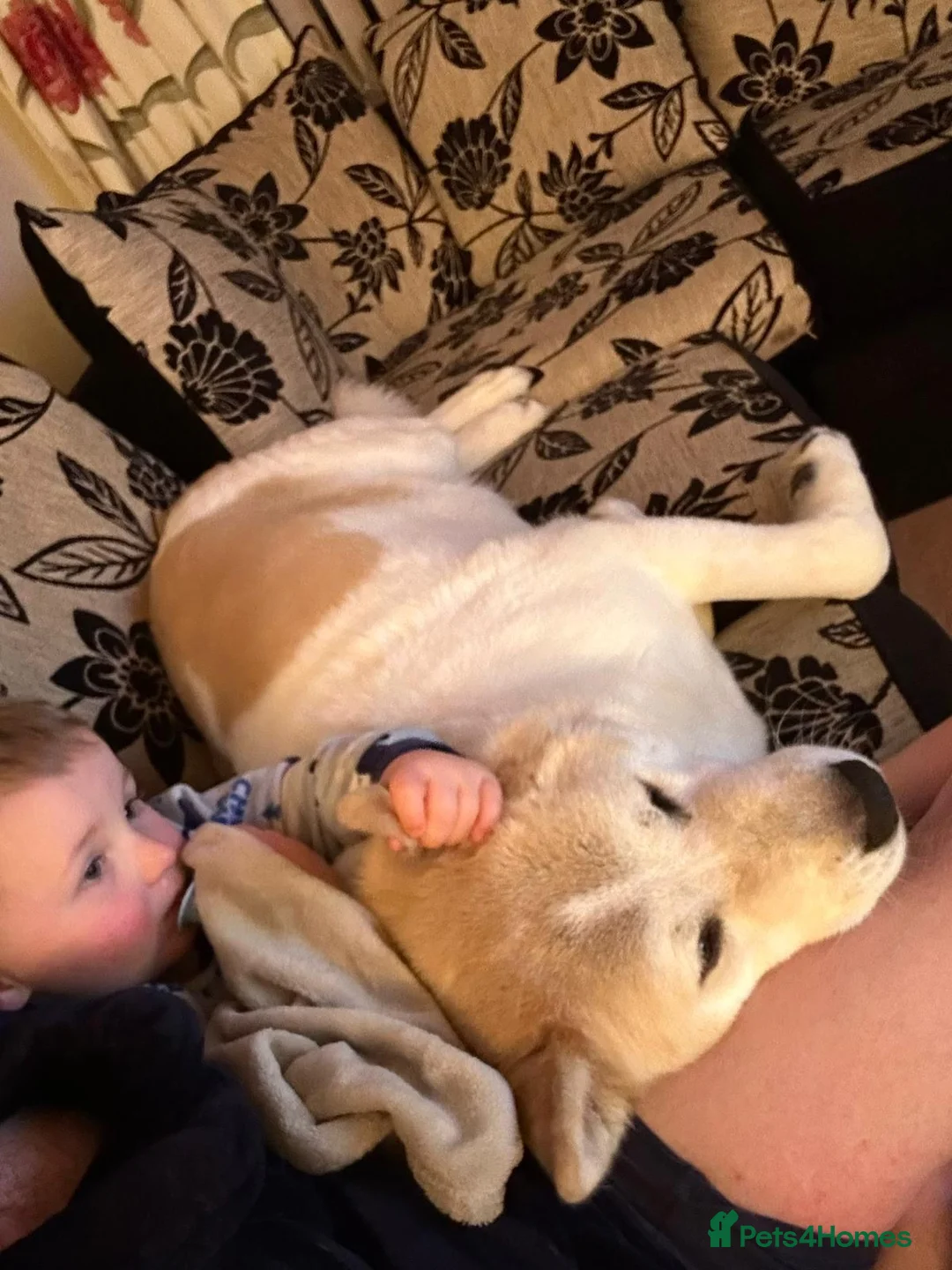 Akita dogs for sale: Akita urgent home  - Advert 2