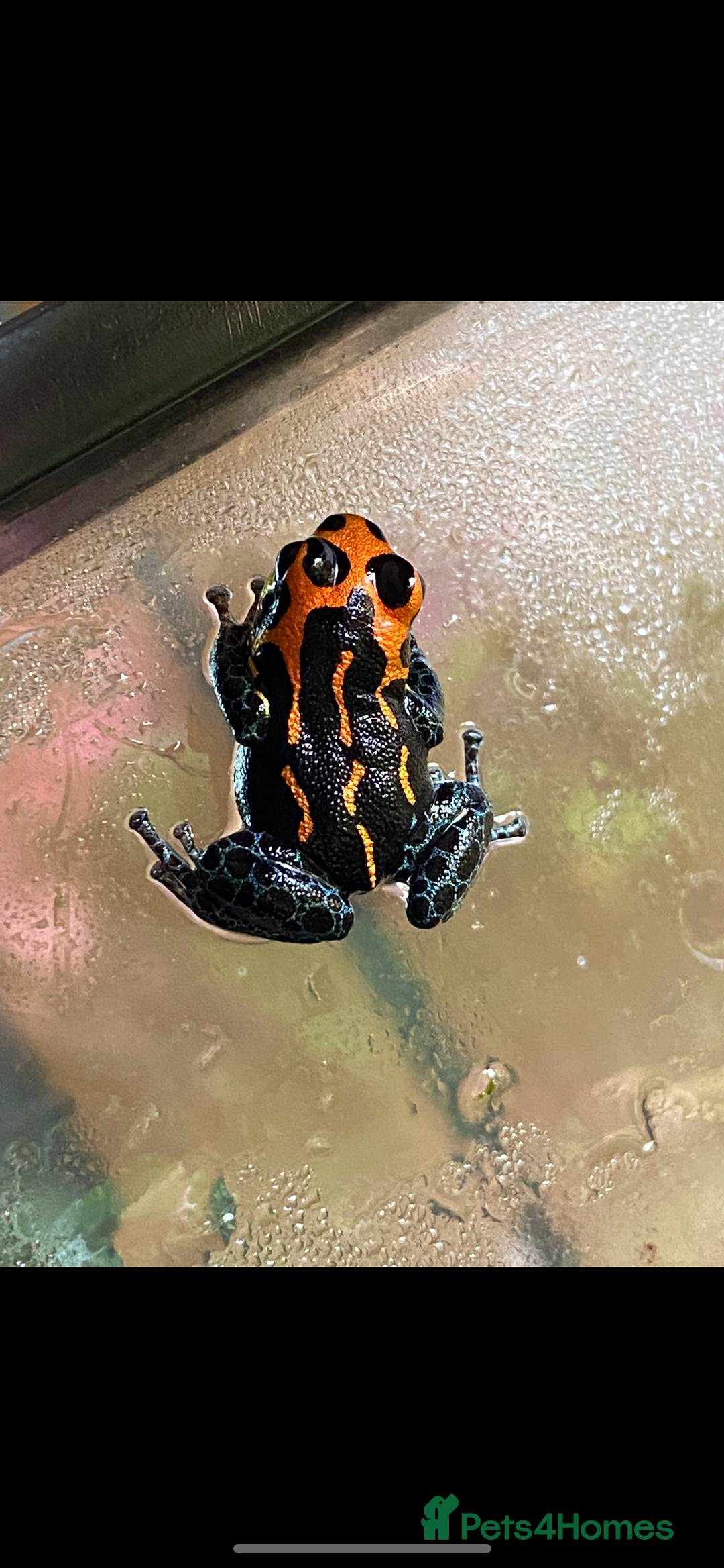 Frog reptiles for sale: Ranitomeya imitator varadero - Advert 2
