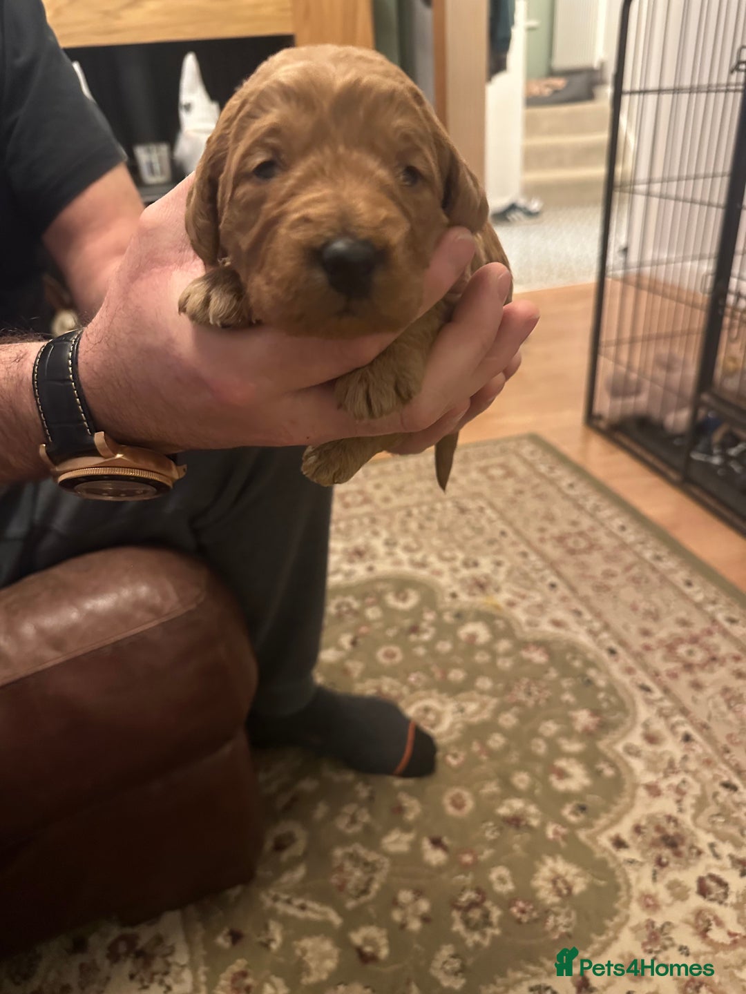 Labradoodle dogs for sale: Miniature F1 Labradoodles  - Advert 38