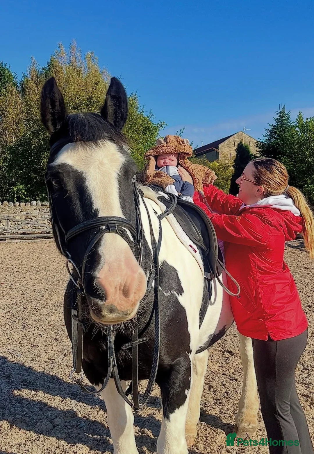 Irish Cob horses for sale: 14.2hh 5yo Black and white cob mare - Advert 4