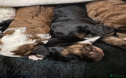 Bernedoodle dogs for sale: Bernedoodle F1B puppies - Image 11