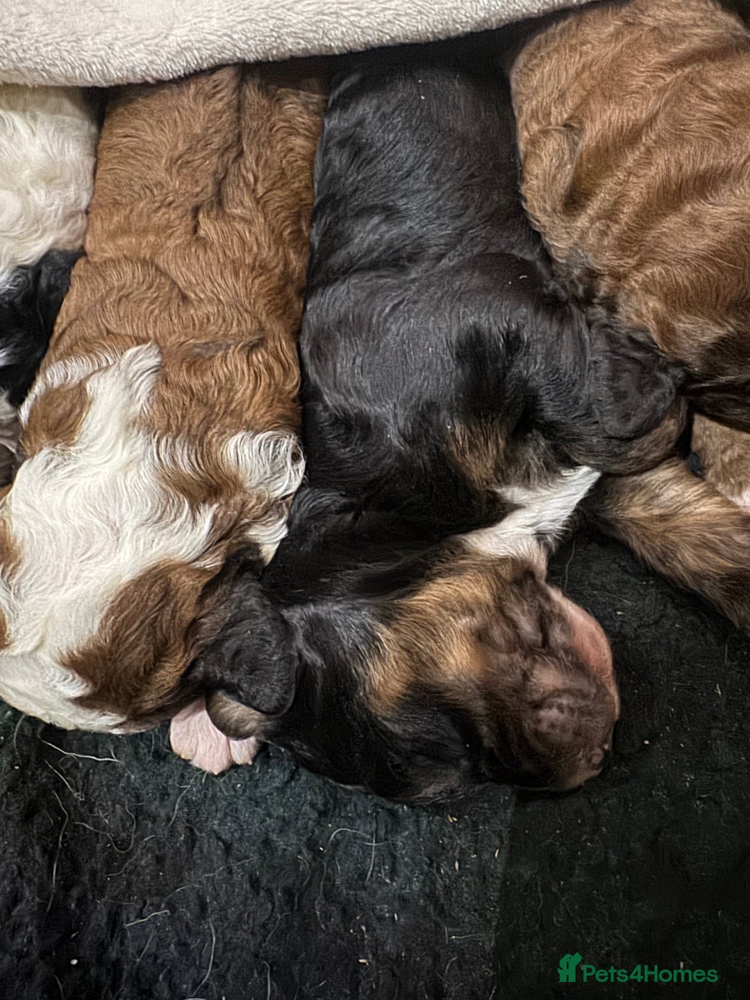 Bernedoodle dogs for sale: Bernedoodle F1B puppies - Image 11