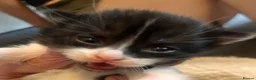 Mixed Breed cats for sale: Beautiful fluffy kittens  - Advert 6