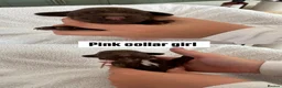 Cocker Spaniel dogs for sale: Beautiful Cocker Spaniel Pups - Advert 4