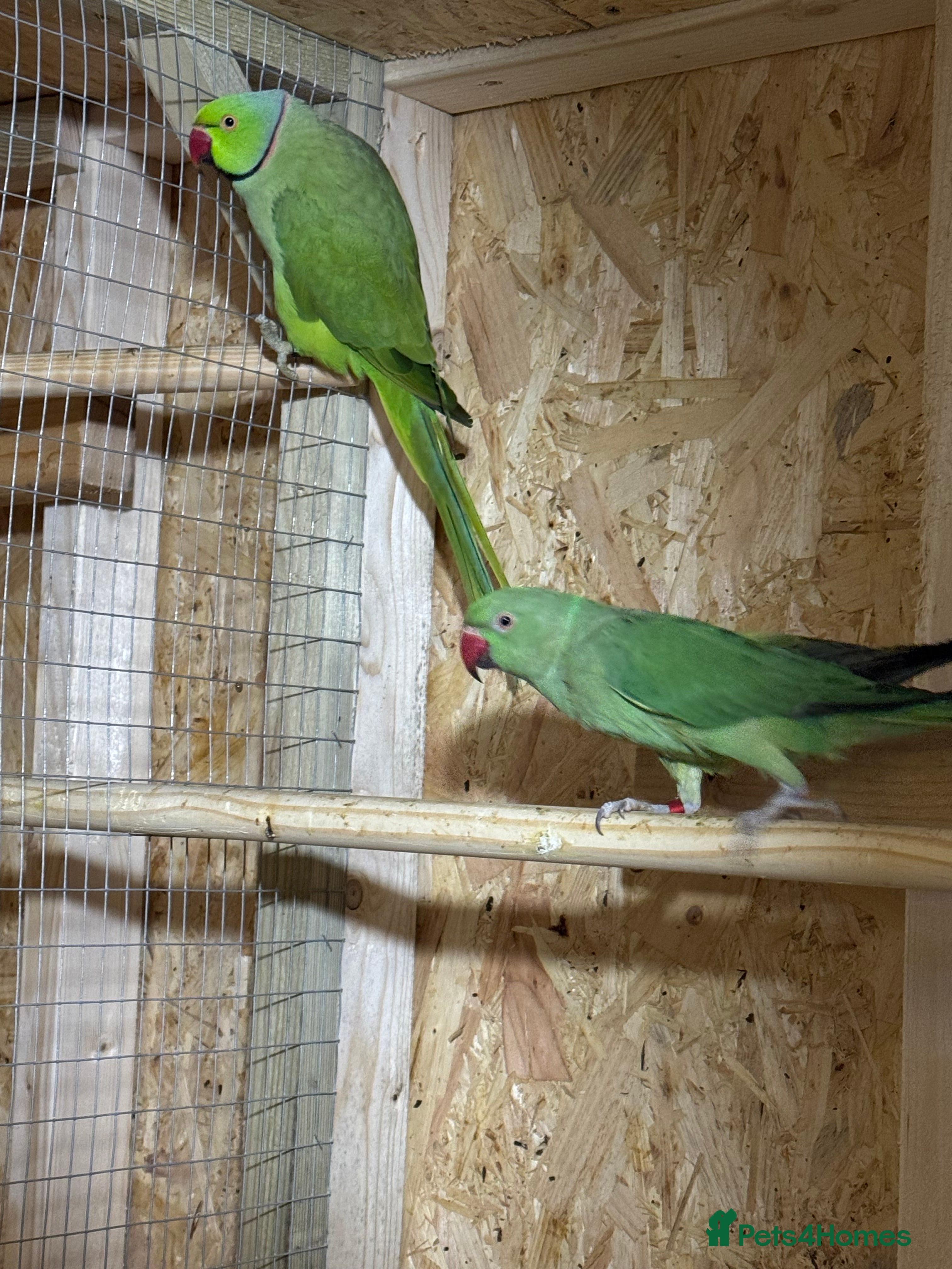Parakeets birds Ring neck breeding pair  - Advert 1