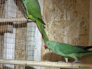 Parakeets birds Ring neck breeding pair - Advert 1