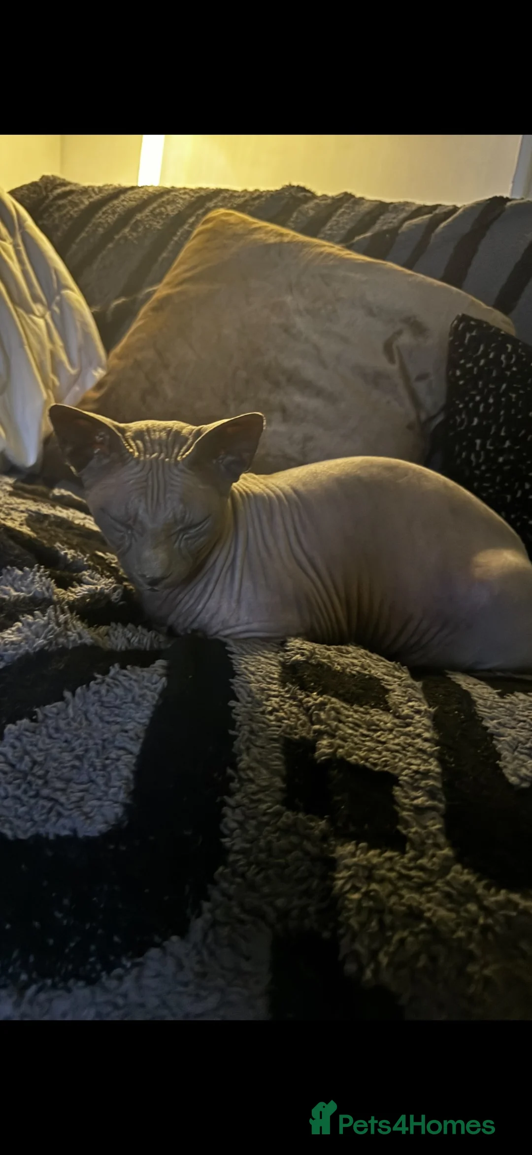 Sphynx cats for sale: TO A LOVING HOME  in Weston-super-Mare - Advert 5