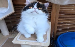 Persian cats for sale: Active Persian queen for rehoming 🩷 - Image 4