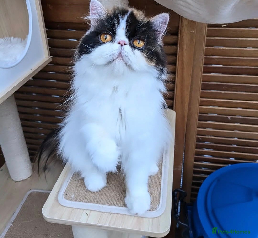 Persian cats for sale: Active Persian queen for rehoming 🩷 - Image 4