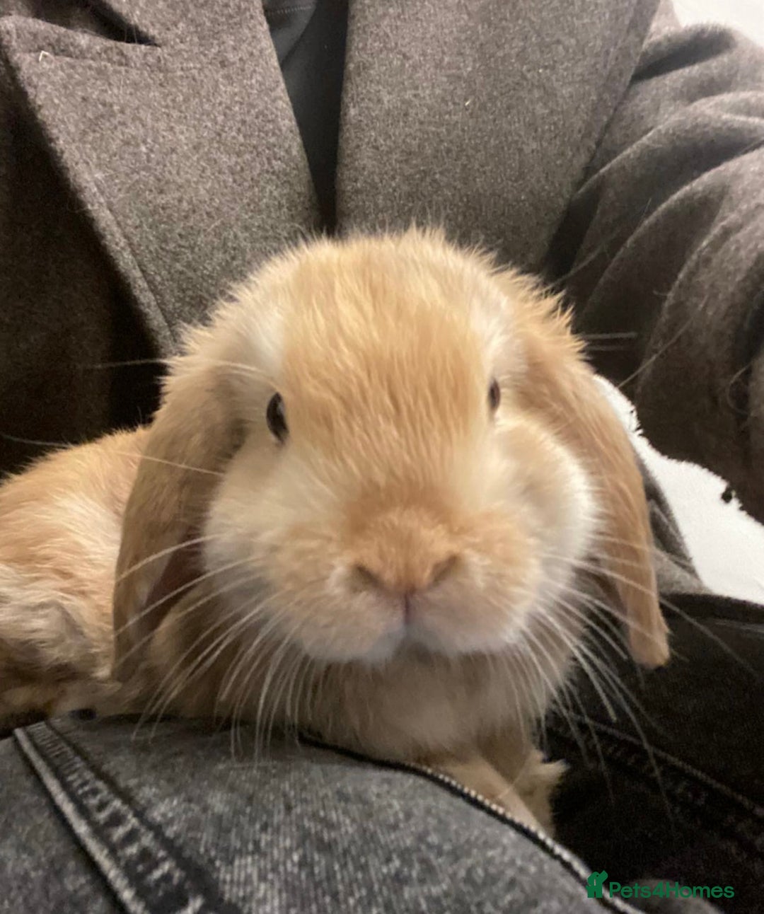 Mini Lop rabbits for sale: 1 harli mini lops males 14 weeks - Advert 1