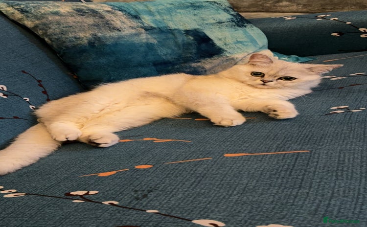 Scottish Fold cats - Advert 9