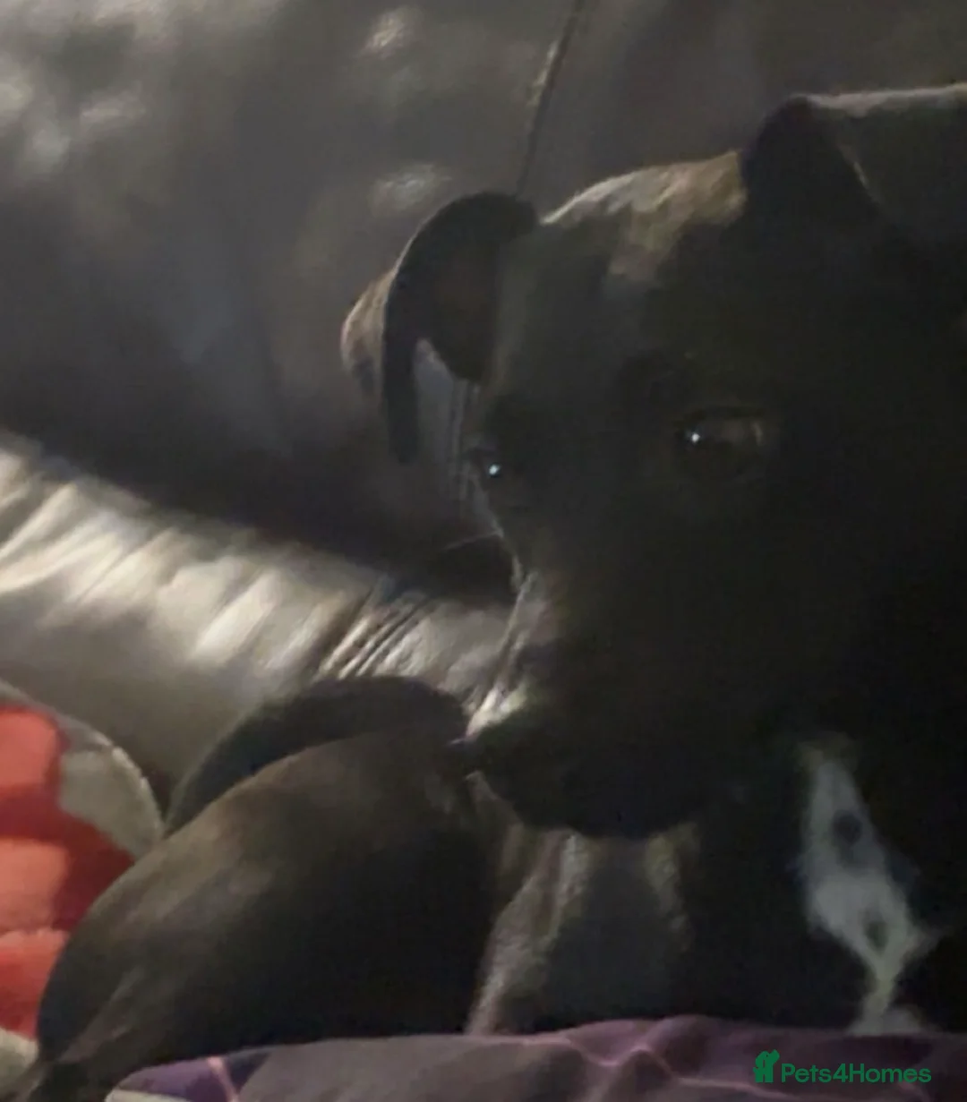 Patterjack dogs for sale: Coco - Jack Russel X Patterdale - Advert 2