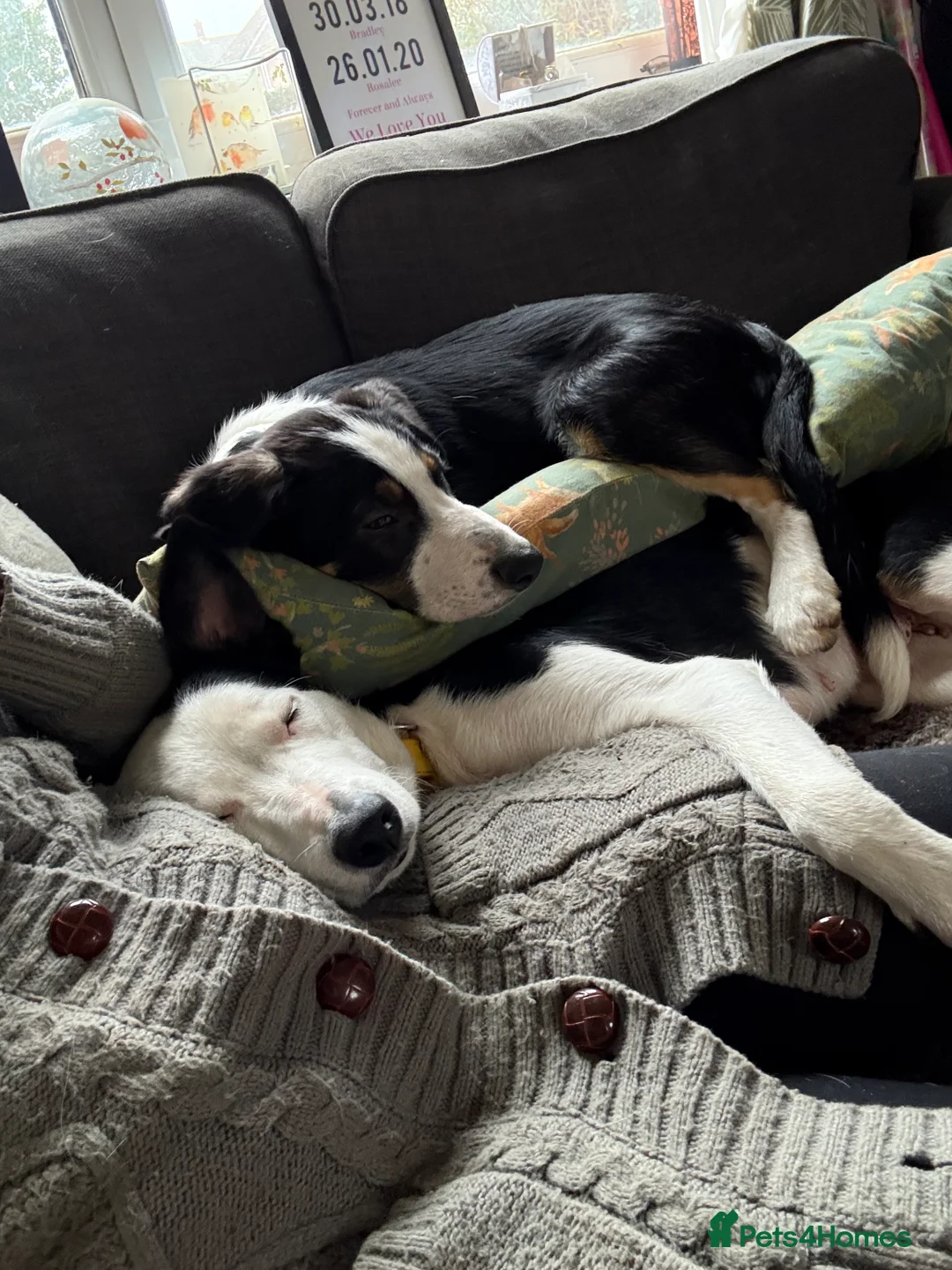 Border Collie dogs for sale: Beautiful boy called Marley  - Advert 5