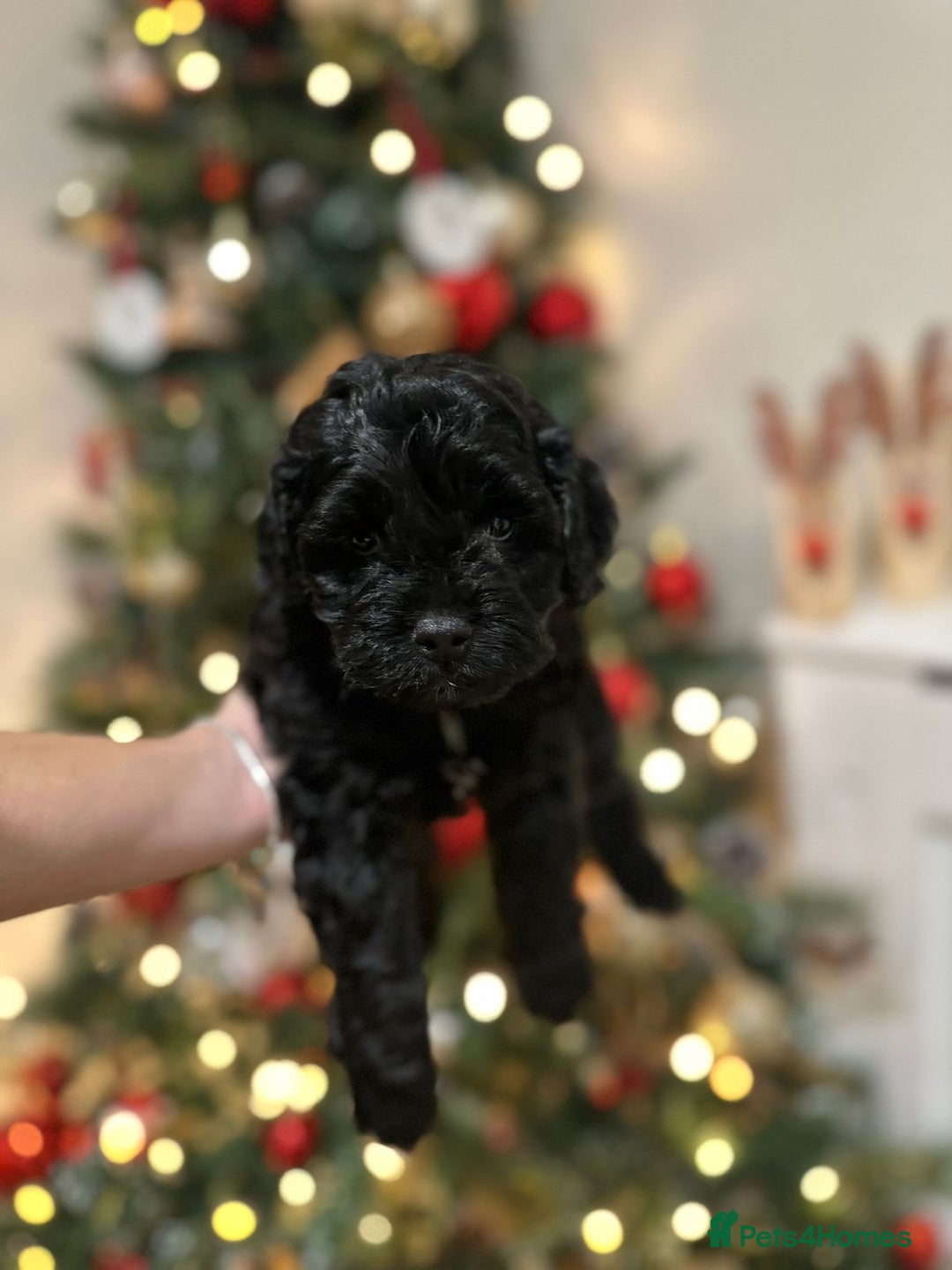 Cockapoo dogs for sale: Stunning f1b cockapoo's for sale  - Advert 4