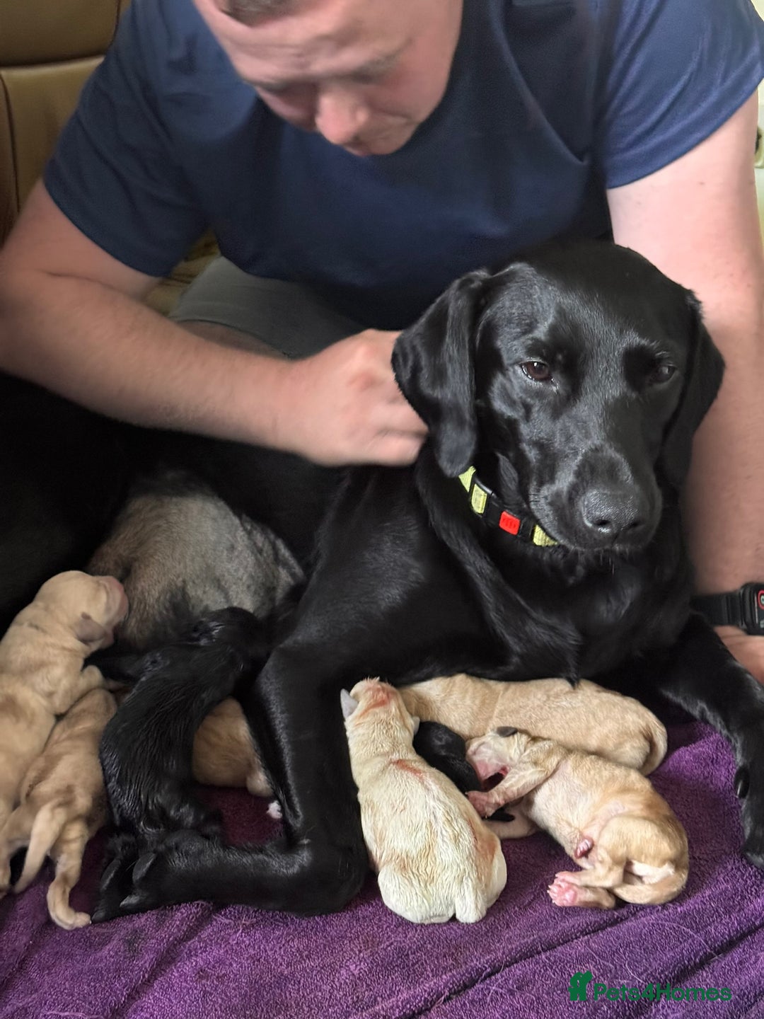 Labrador Retriever dogs for sale: Labrador Pups - Image 6