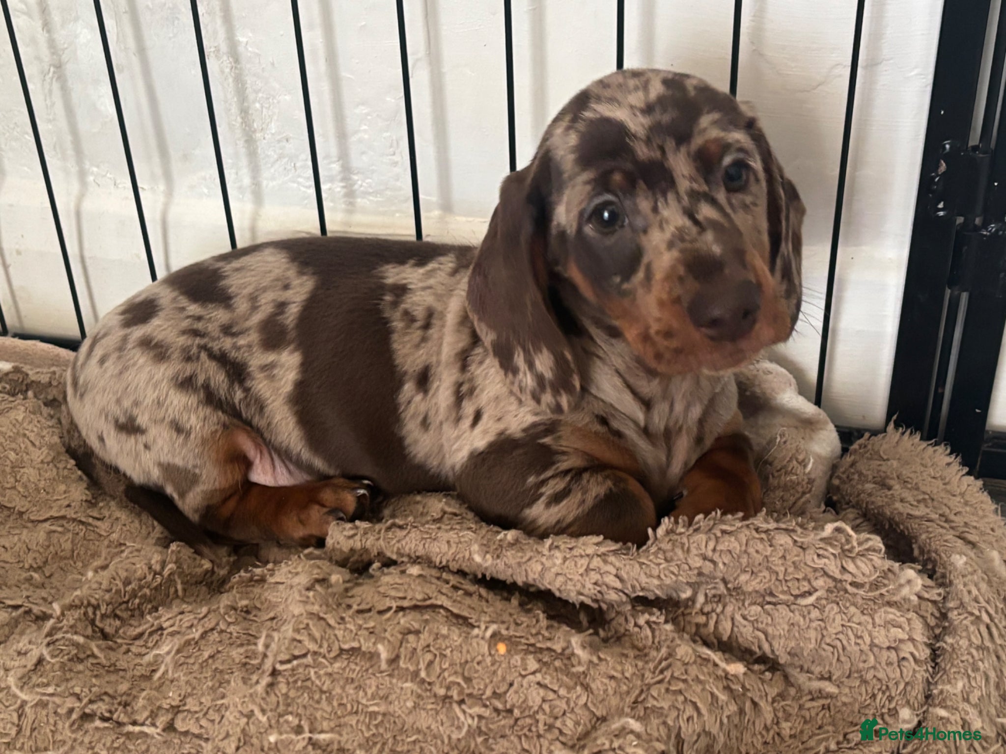 Miniature Dachshund dogs Minutare daschund pups  - Advert 1