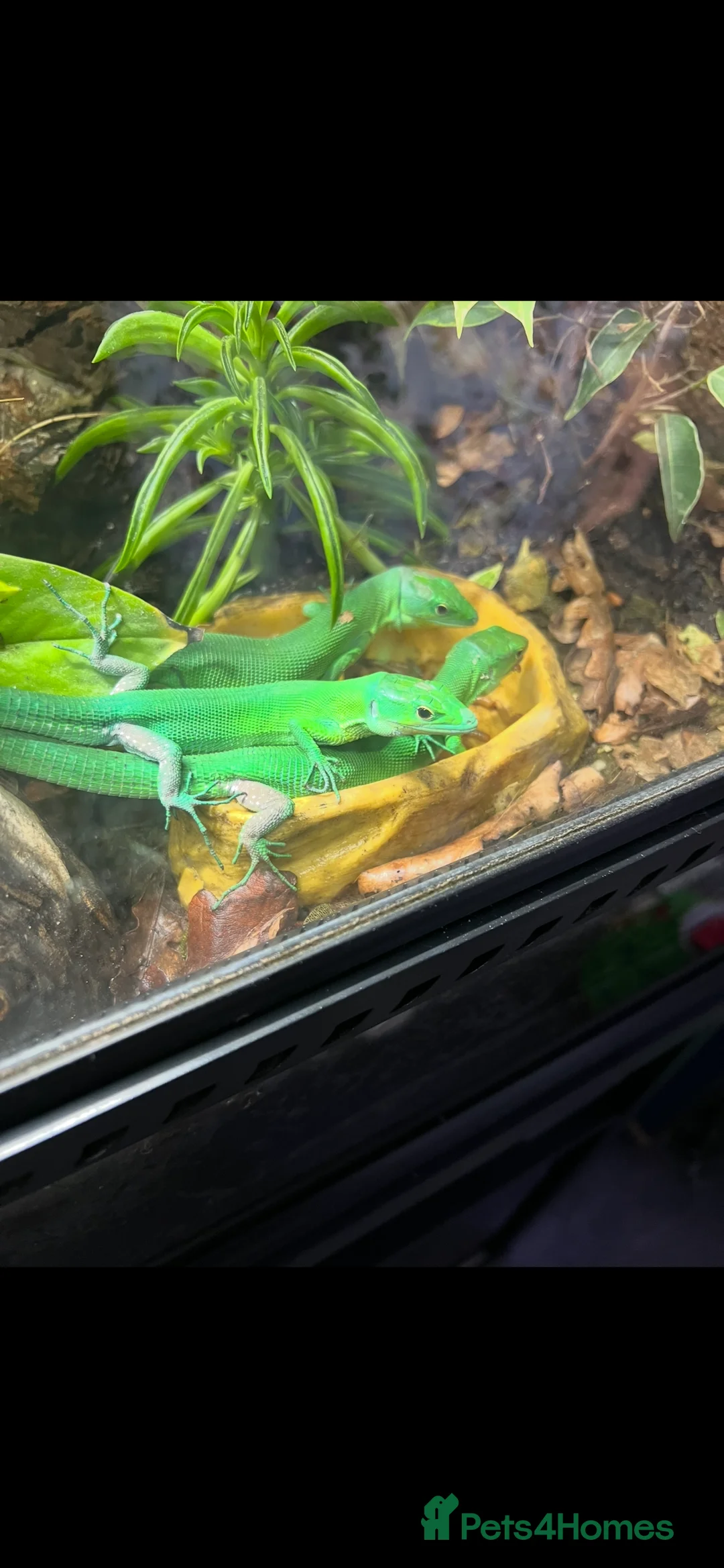 Lizard reptiles for sale: 3 x green keel bellied lizards  - Advert 1