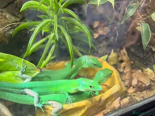 Lizard reptiles 3 x green keel bellied lizards - Advert 1