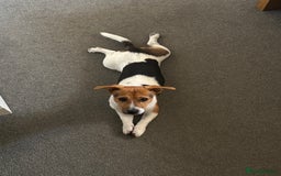 Jack Russell dogs for sale: Jack Russell Terrier boy looking for new home - Image 3