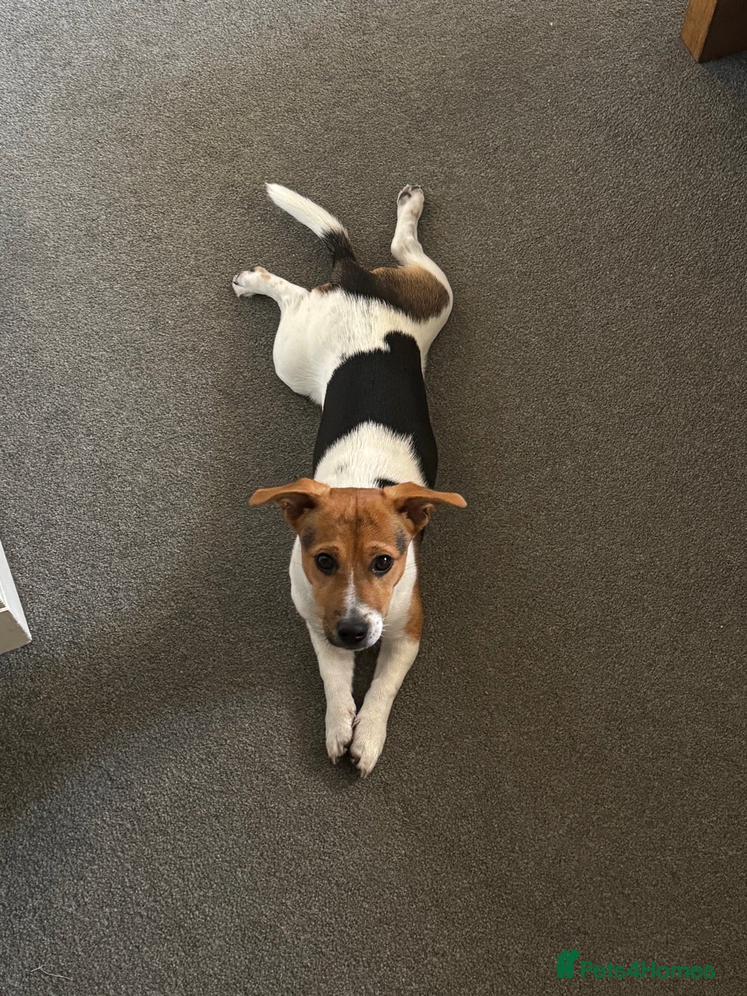 Jack Russell dogs for sale: Jack Russell Terrier boy looking for new home - Image 3