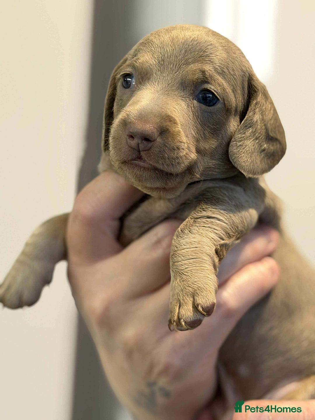 Dachshund dogs for sale: Miniature Dachshunds puppies - Advert 4