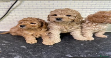 Toy Poodle dogs - Advert 15