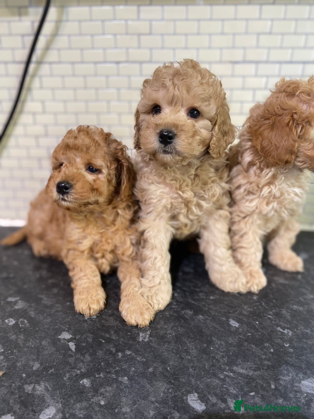 Toy Poodle dogs for sale: Toy Poodle Pups 5 🌟 Council License  - Image 4