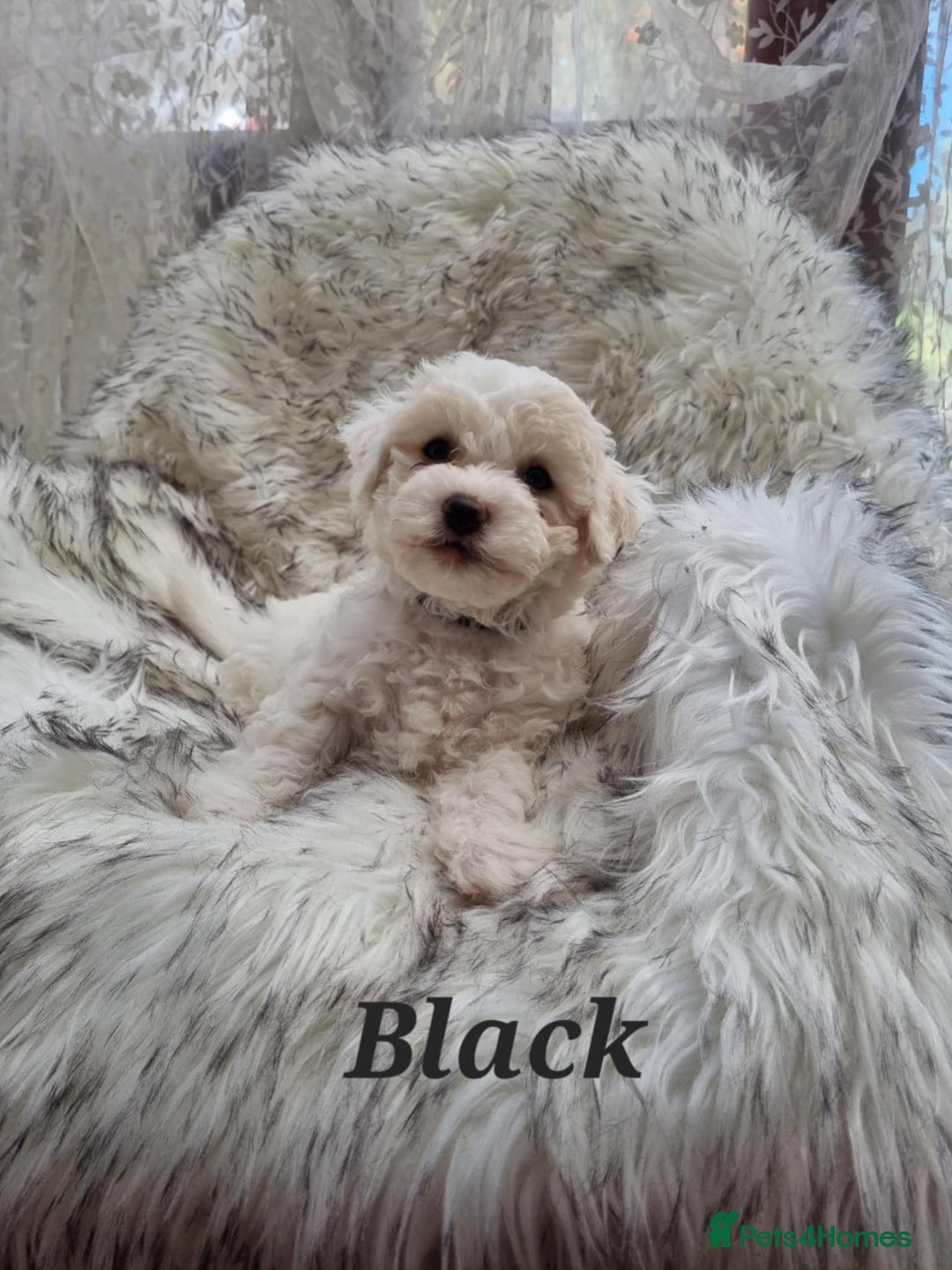 Zuchon dogs for sale: Bichon Frise puppy for sale  - Image 20