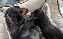 Miniature Dachshund dogs for sale: Miniature dachshund boy  - Image 7