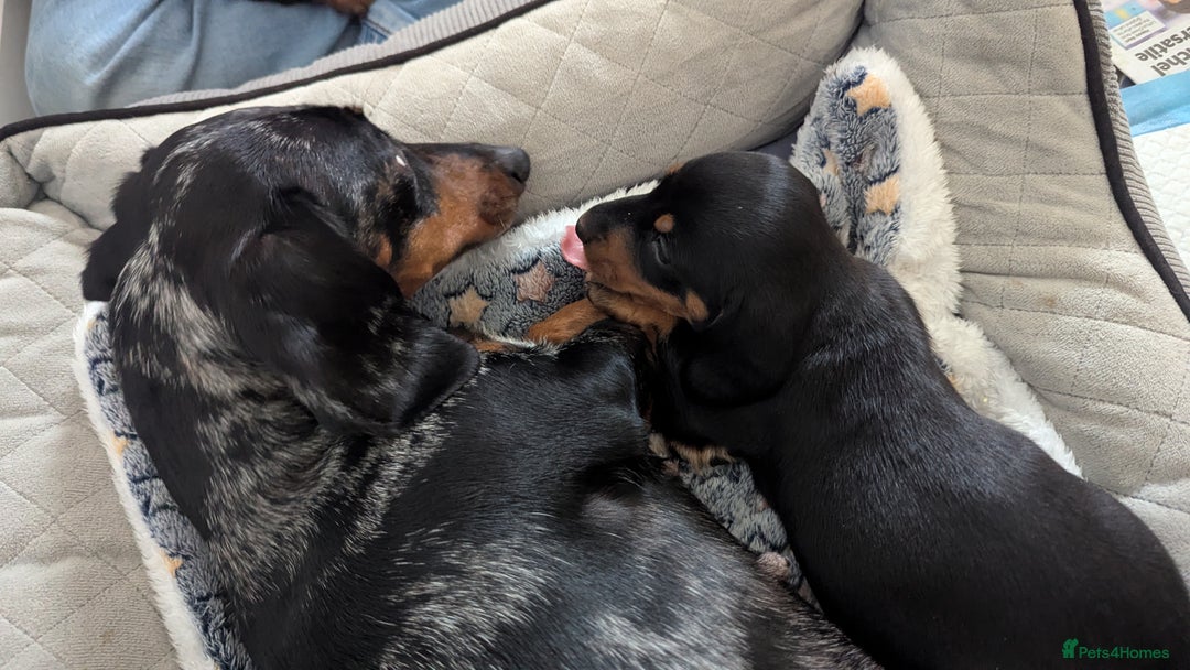 Miniature Dachshund dogs for sale: Miniature dachshund boy  - Image 7