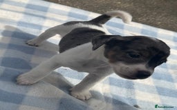 Jack Russell dogs for sale: Jack Russel Puppies For Sale  - Image 4
