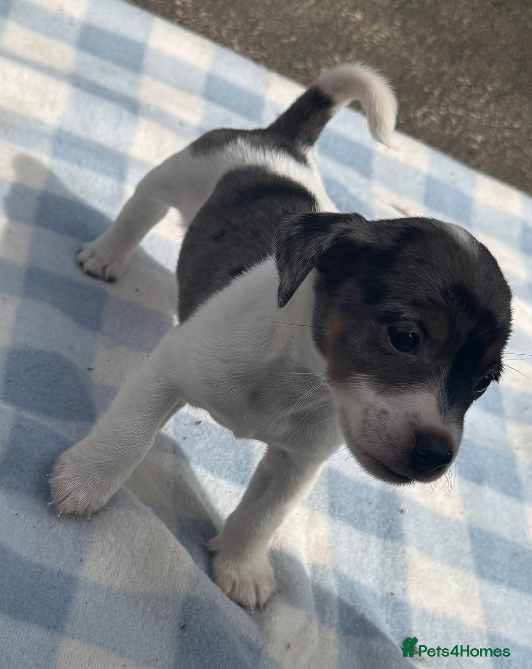 Jack Russell dogs for sale: Jack Russel Puppies For Sale  - Image 4