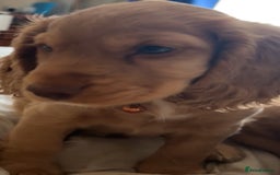 Cocker Spaniel dogs for sale: Gold show cocker pups ready now  - Image 11