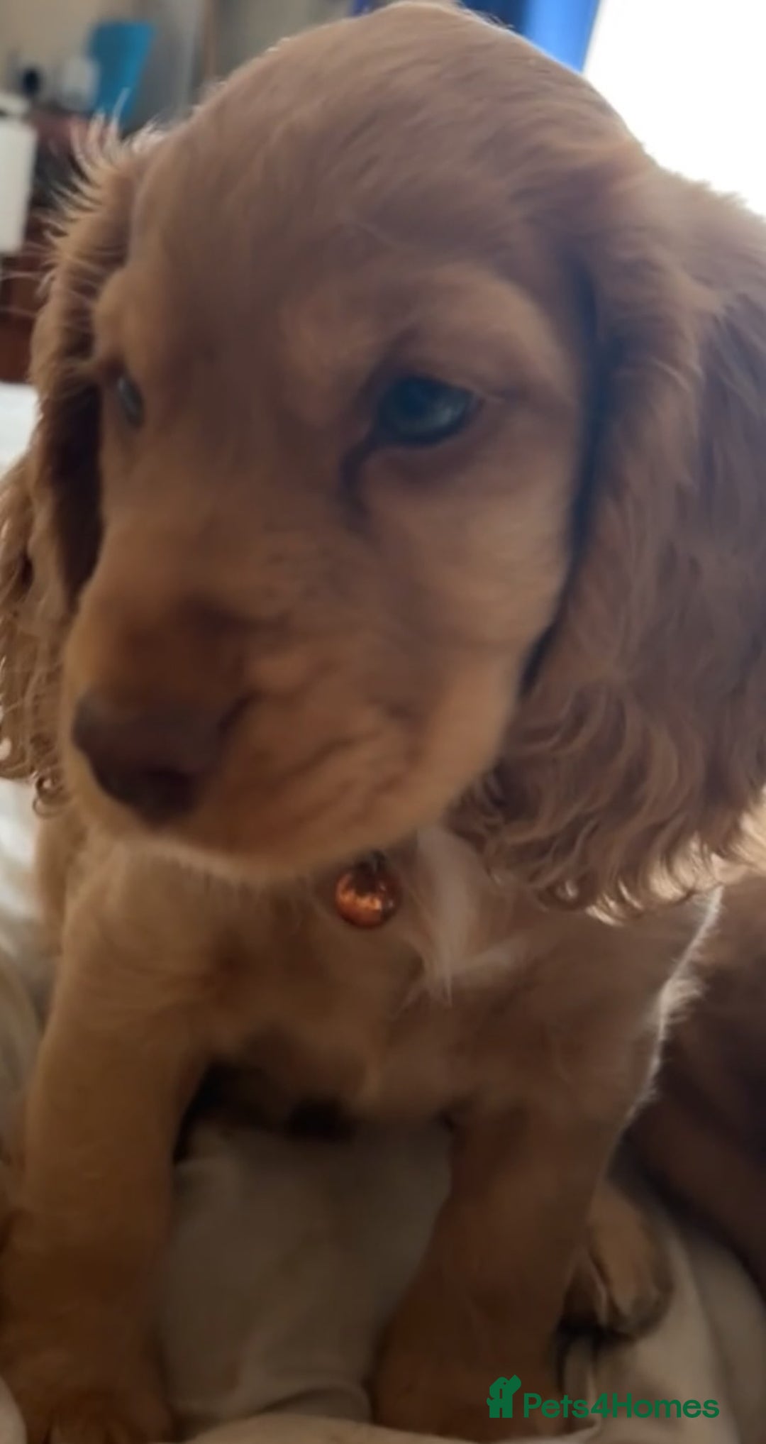 Cocker Spaniel dogs for sale: Gold show cocker pups ready now  - Image 11