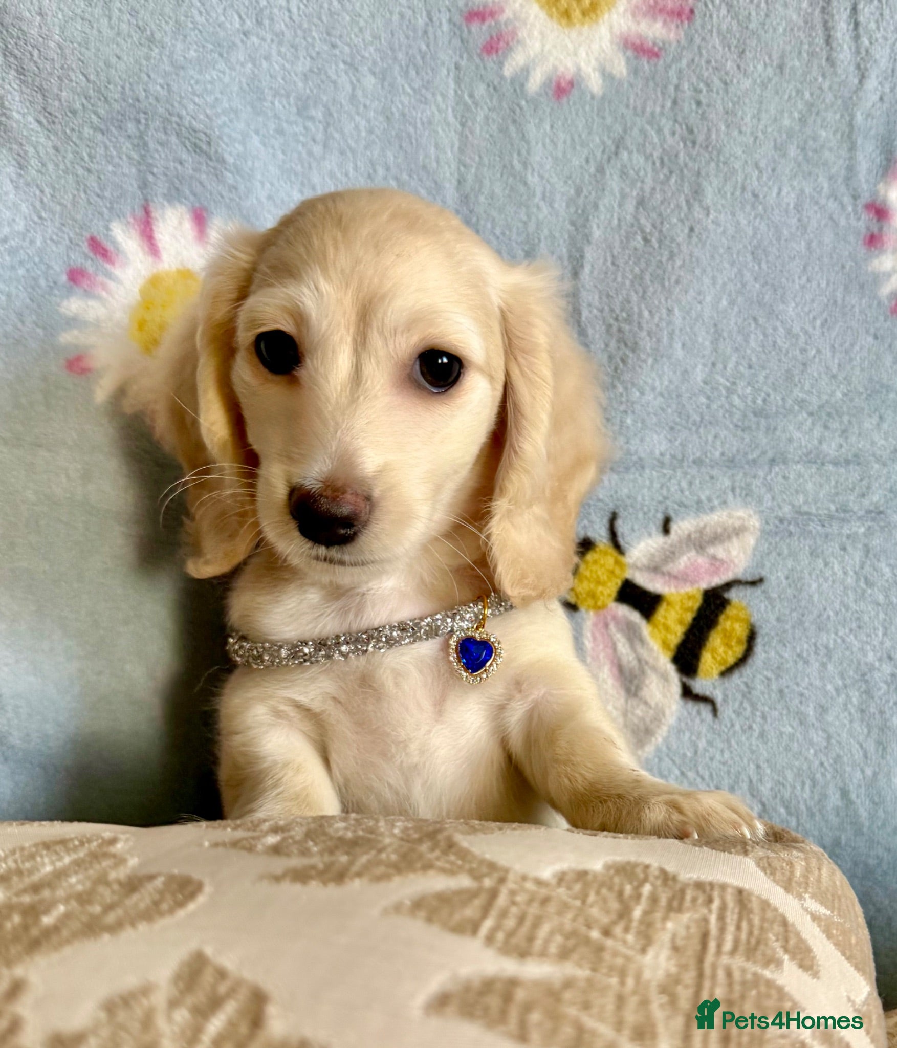 Miniature Dachshund dogs Ready now cream miniature dachshunds - Advert 1