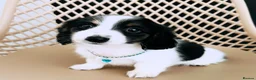 Miniature Dachshund dogs for stud: Dapple Piebald Stud 💫  - Advert 5
