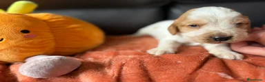 Cocker Spaniel 3