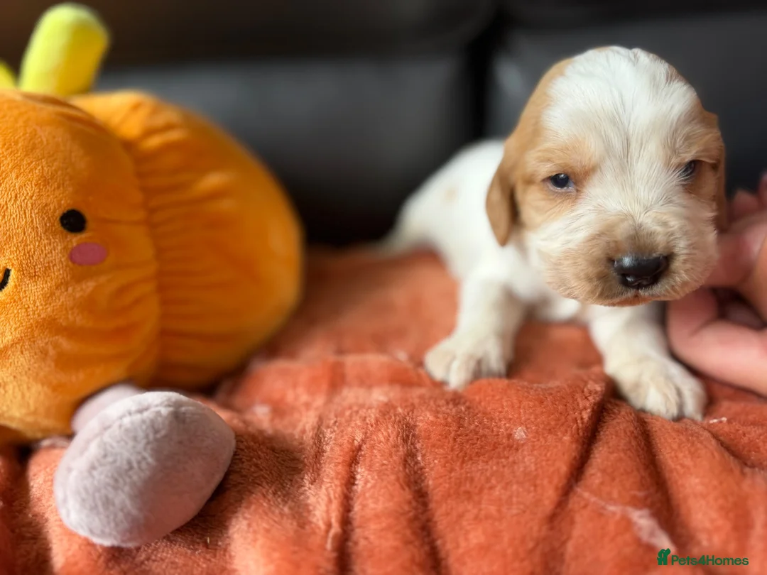 Cocker Spaniel dogs for sale: Cocker spaniel pups  - Advert 4