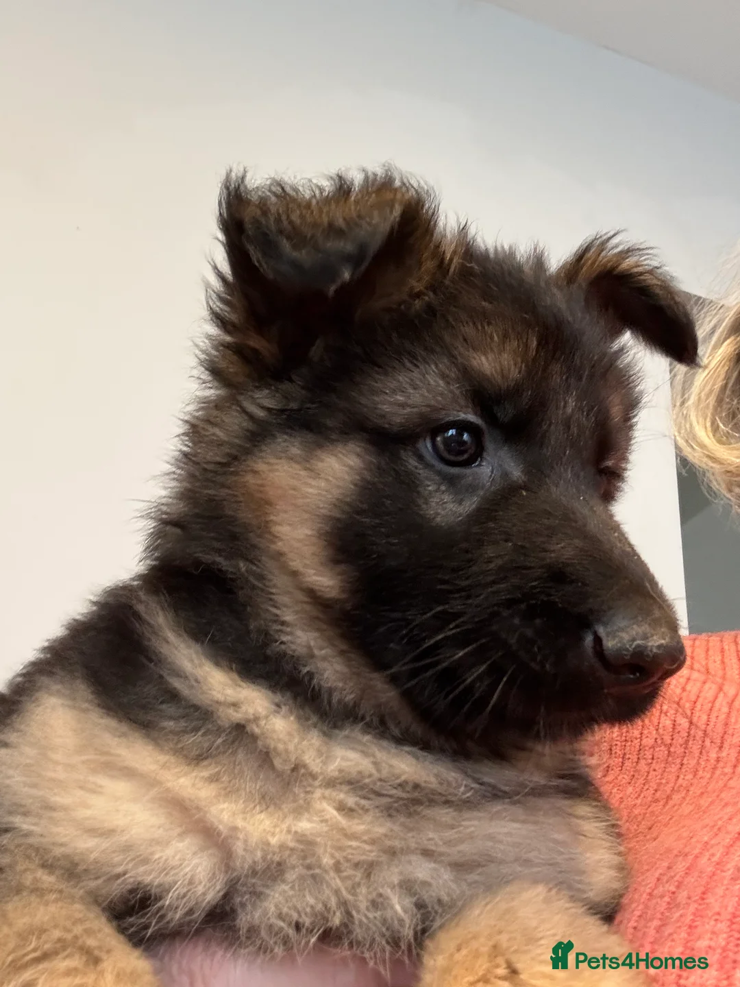 German Shepherd dogs for sale: German Shepherd Puppies for Sale - Advert 4